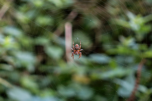 Fotos-Masurische-Seen