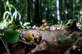 Fotos-Masurische-Seen