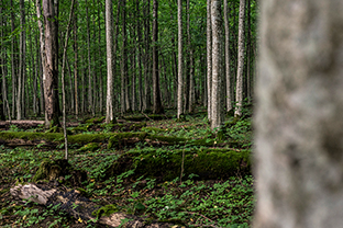 Fotos-Masurische-Seen