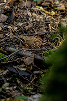 Fotos-Masurische-Seen