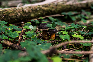 Fotos-Masurische-Seen