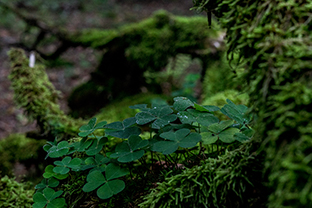 Fotos-Masurische-Seen