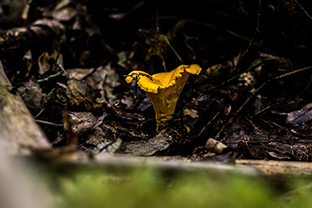 Fotos-Masurische-Seen