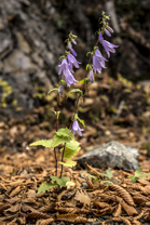 Fotos-Belgrad-Bar-Serbien-Montenegro