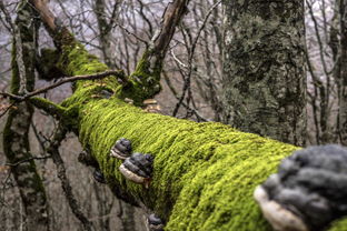 Fotos-Belgrad-Bar-Serbien-Montenegro