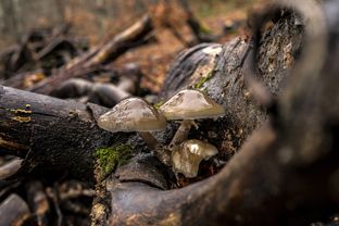 Fotos-Belgrad-Bar-Serbien-Montenegro