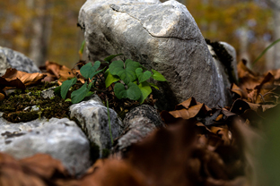 Fotos-Reise-Slowenien-Kaernten