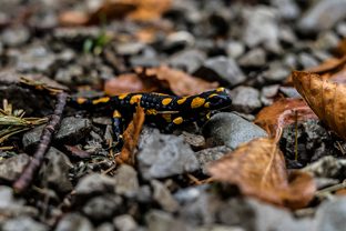 Fotos-Malá-Fatra-Slowakei