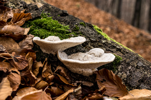 Fotos-Malá-Fatra-Slowakei