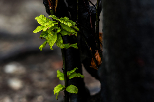 Fotos-Malá-Fatra-Slowakei