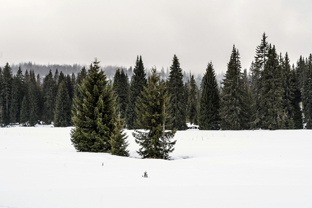 Sumava