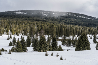 Sumava