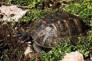 Fotos-Trekking-Lykischer-Weg-Türkei