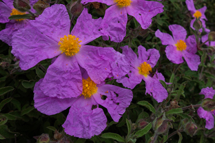 Fotos-Trekking-Lykischer-Weg-Türkei