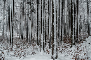 Fotos-Bayerischer-Wald-Winter