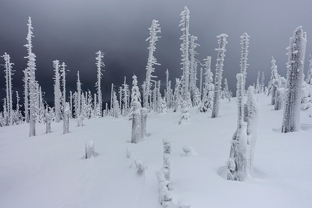 Fotos-Bayerischer-Wald-Winter