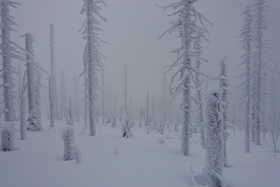 Fotos-Bayerischer-Wald-Winter