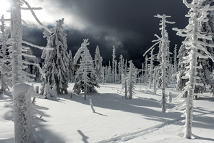 Fotos-Bayerischer-Wald-Winter