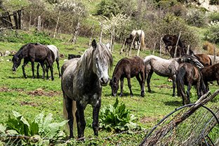 Fotos-Griechenland-Zagoria-Meteora