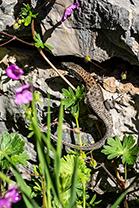Fotos-Griechenland-Zagoria-Meteora