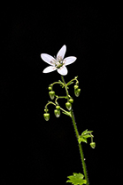 Fotos-Griechenland-Zagoria-Meteora
