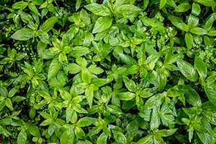 Fotos-Griechenland-Zagoria-Meteora