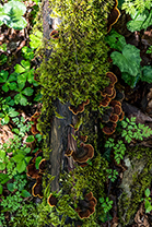 Fotos-Griechenland-Zagoria-Meteora