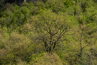 Fotos-Griechenland-Zagoria-Meteora