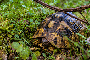 Fotos-Griechenland-Zagoria-Meteora