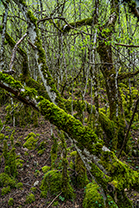Fotos-Griechenland-Zagoria-Meteora